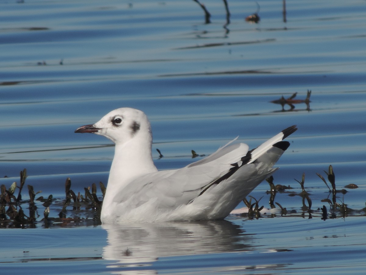 Andean Gull - ML461118371