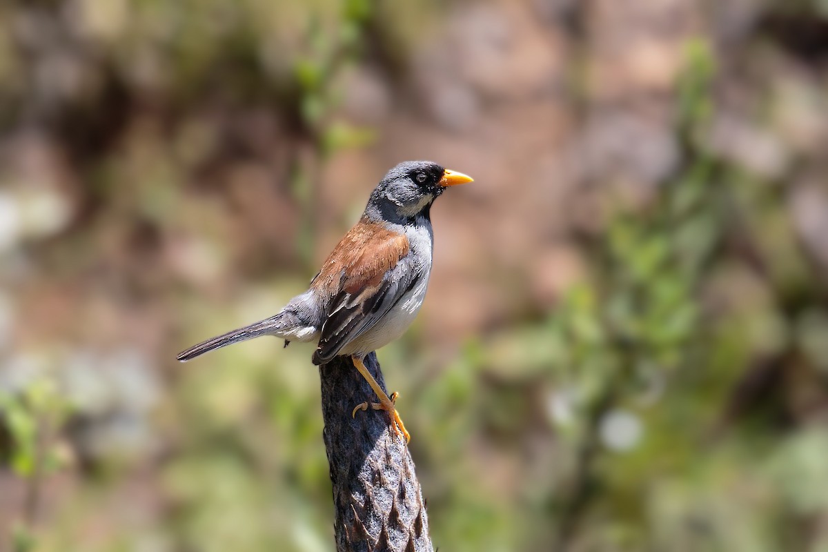 Buff-bridled Inca-Finch - ML461118871