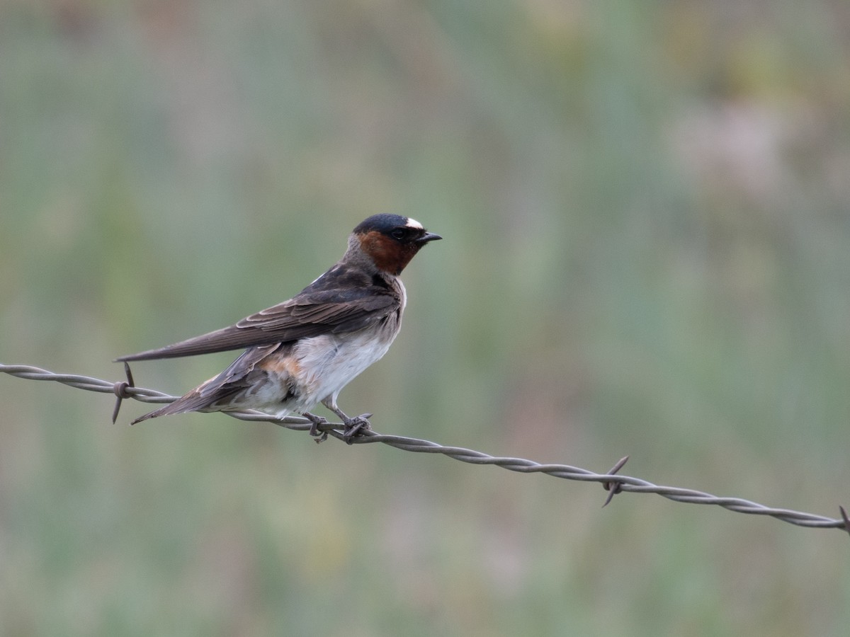 Cliff Swallow - ML461119311