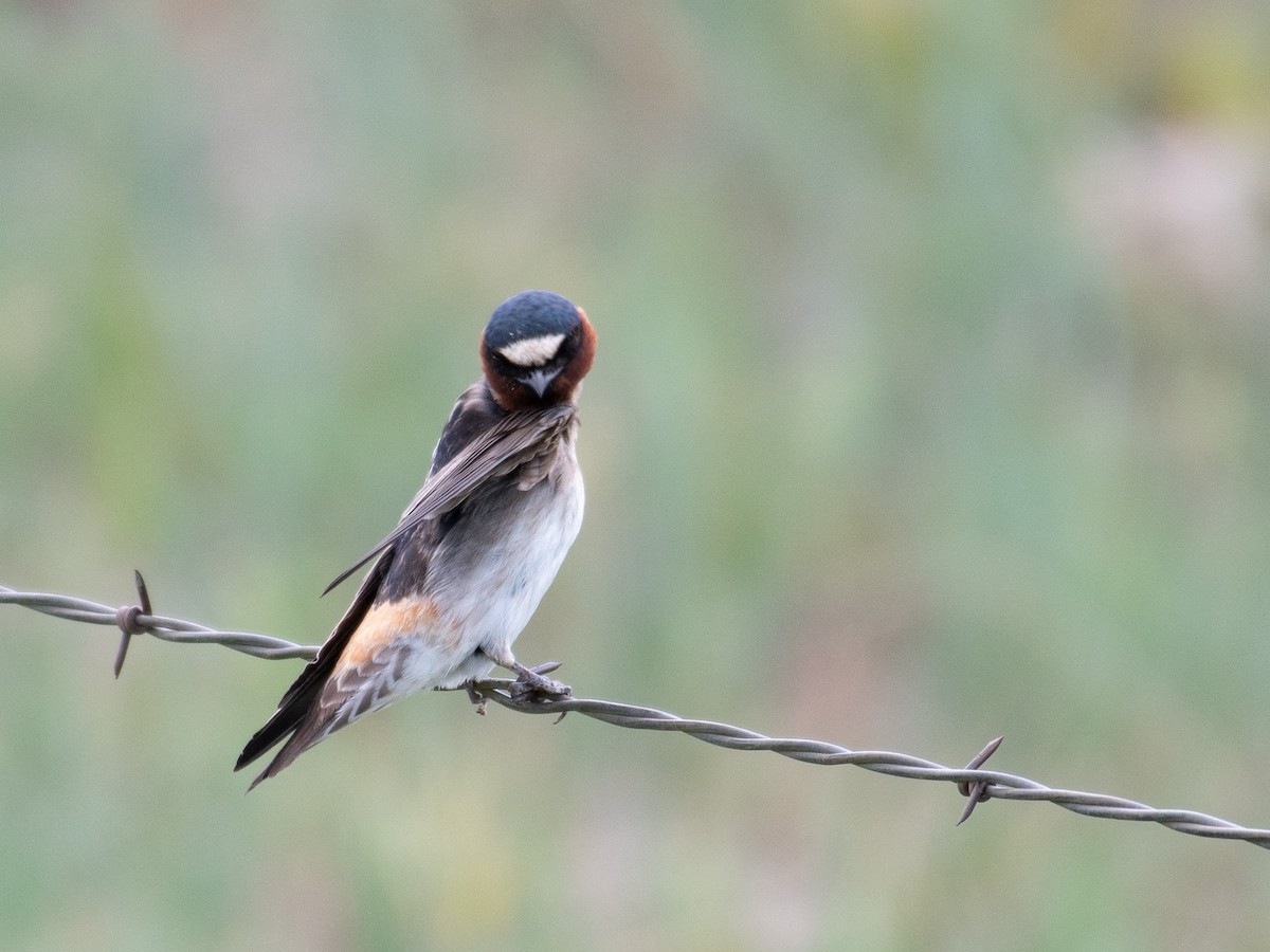 Cliff Swallow - ML461119331