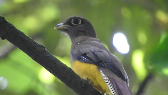 Trogon pattu - ML461119381