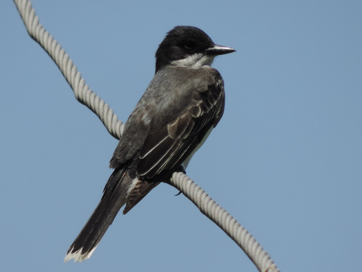 Eastern Kingbird - ML461120181