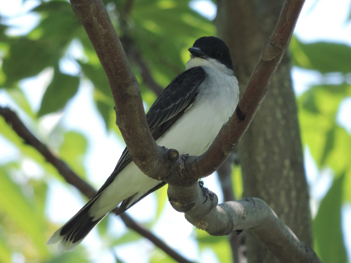 Eastern Kingbird - ML461120211