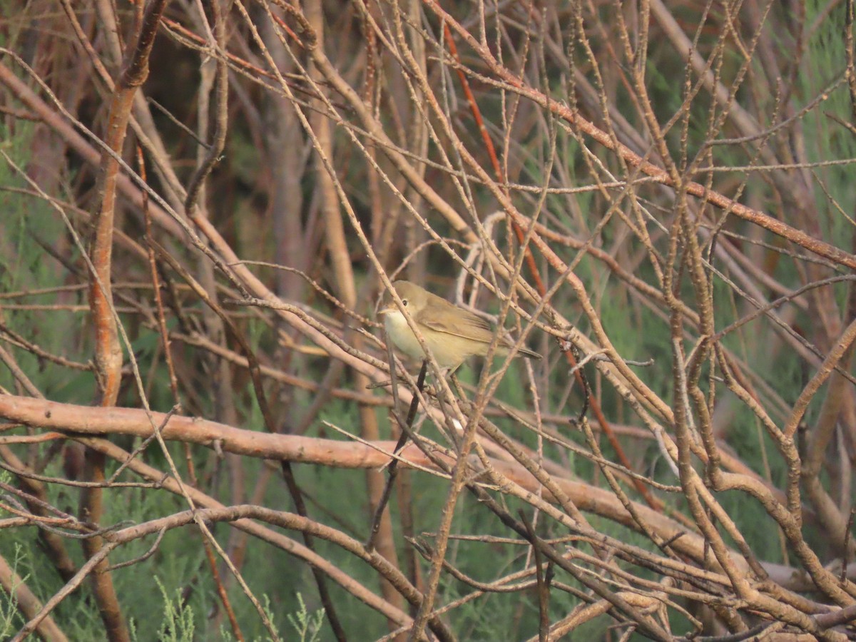 Common Reed Warbler (Caspian) - Alireza Kiani nejad