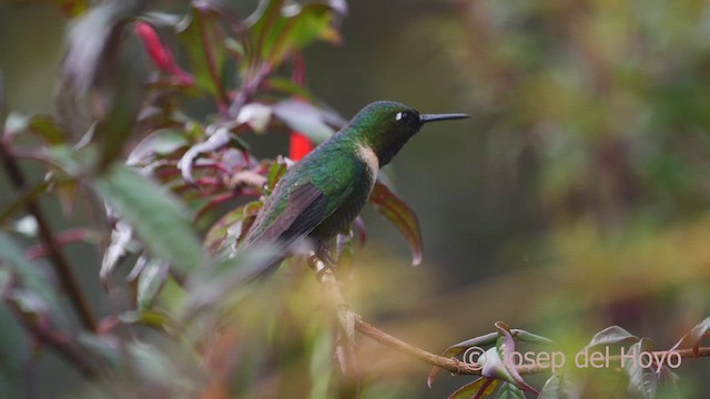 Amethyst-throated Sunangel - ML461121441