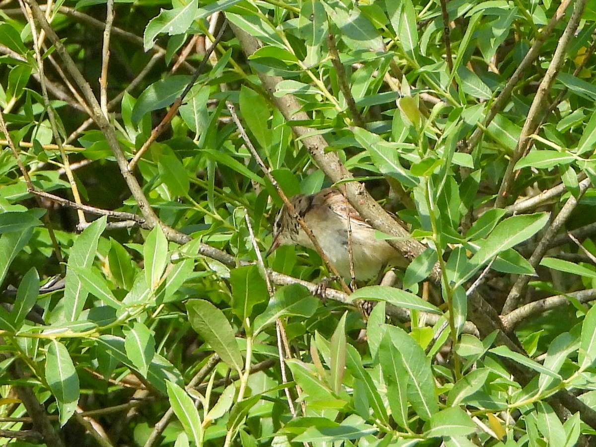 Sedge Warbler - ML461121661