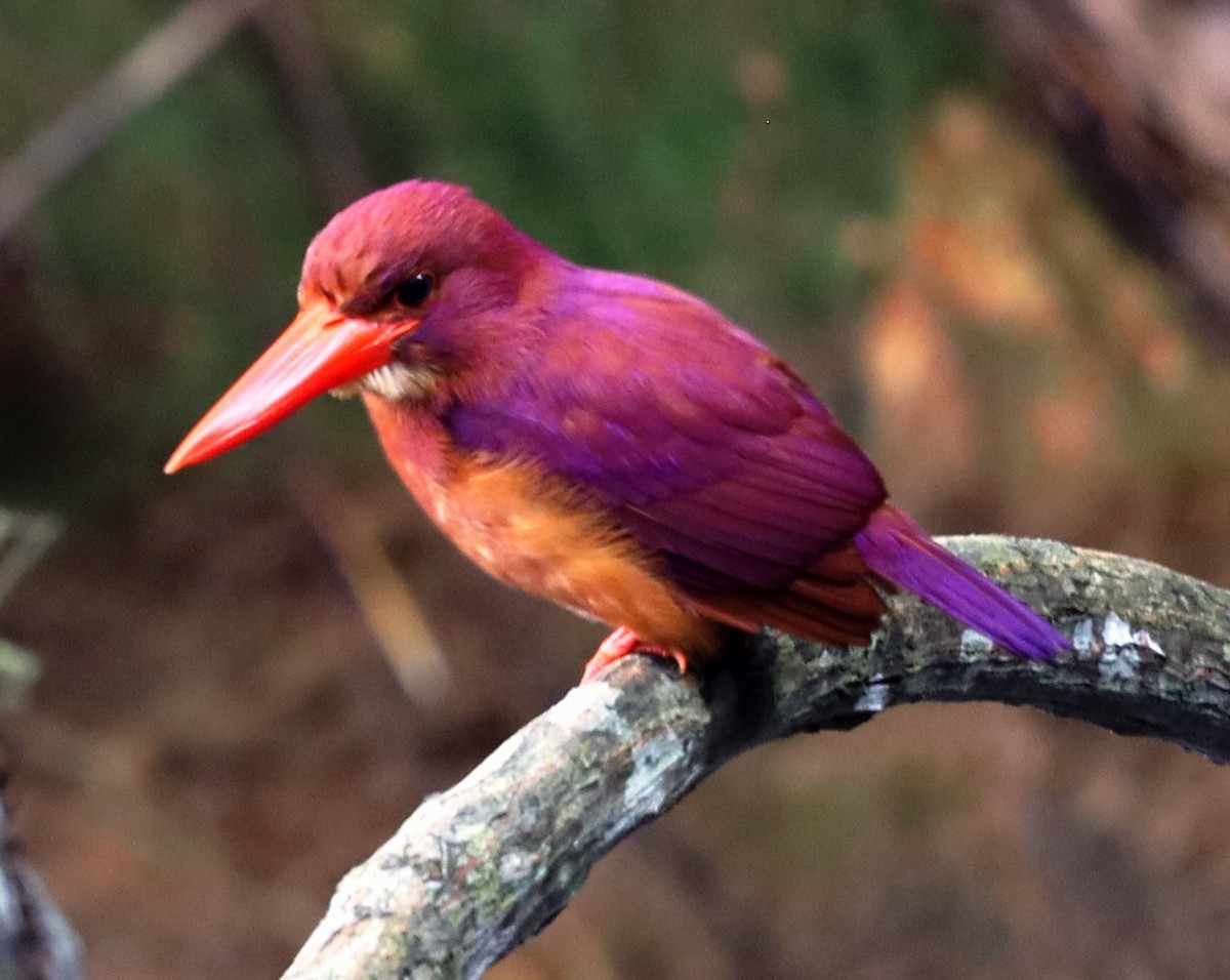 Ruddy Kingfisher - ML461122971