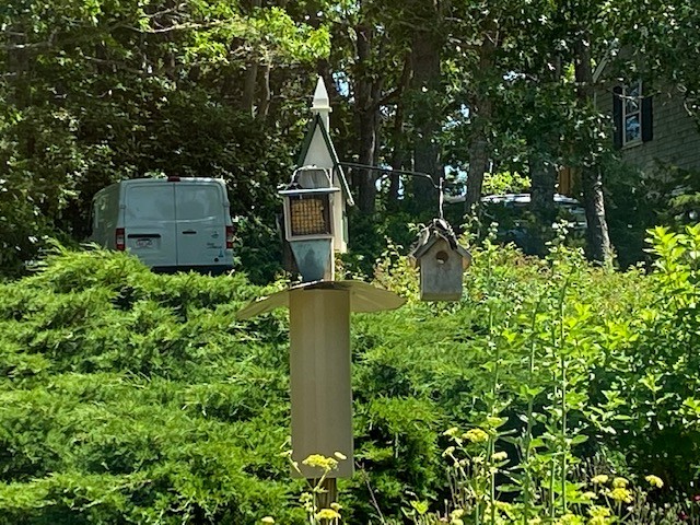 Downy Woodpecker (Eastern) - ML461123451