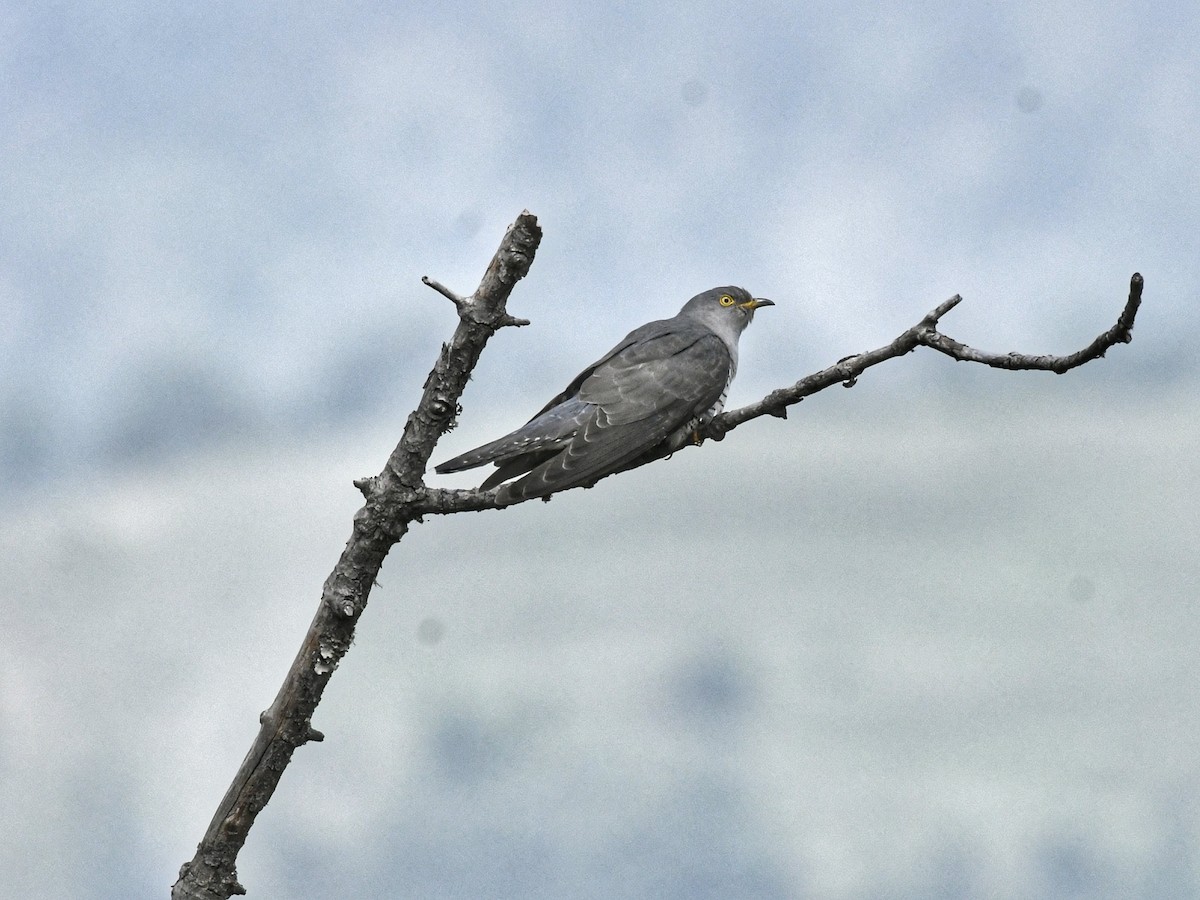 Common Cuckoo - ML461123571