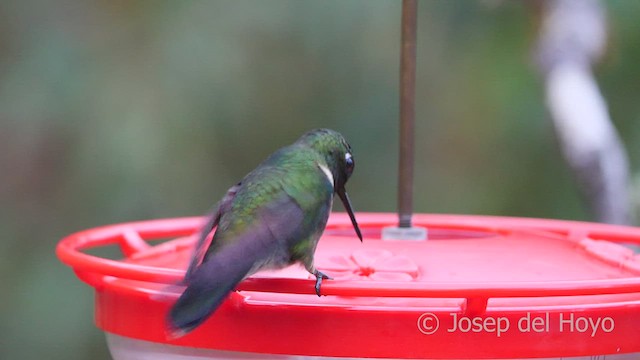 Colibrí Gorjiamatista (grupo amethysticollis) - ML461125671