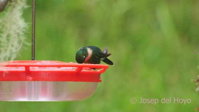 Colibrí Gorjiamatista (grupo amethysticollis) - ML461125711