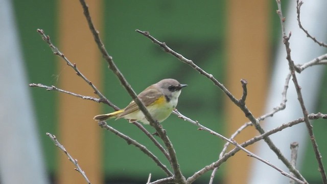 American Redstart - ML461126011