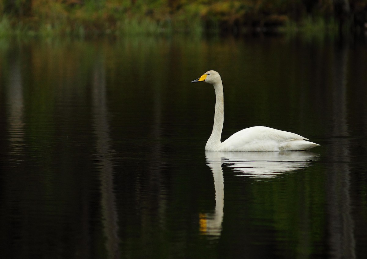 Whooper Swan - Simon Feys