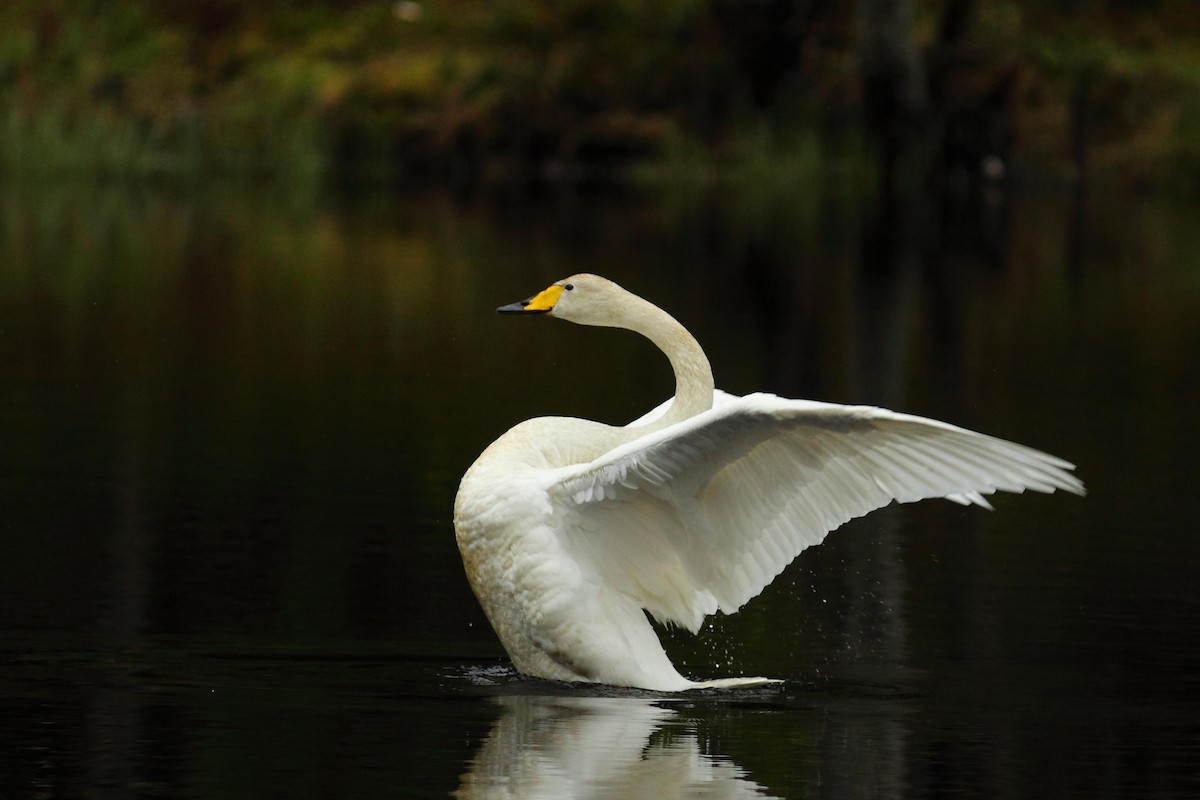Whooper Swan - Simon Feys