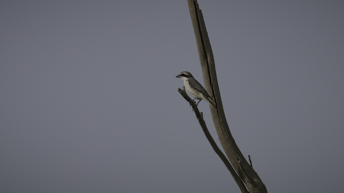 Red-tailed Shrike - ML461127401