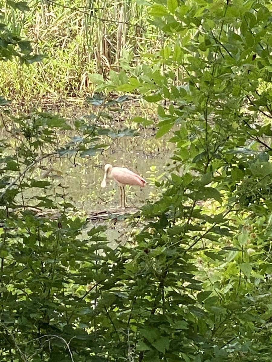 Roseate Spoonbill - ML461127781