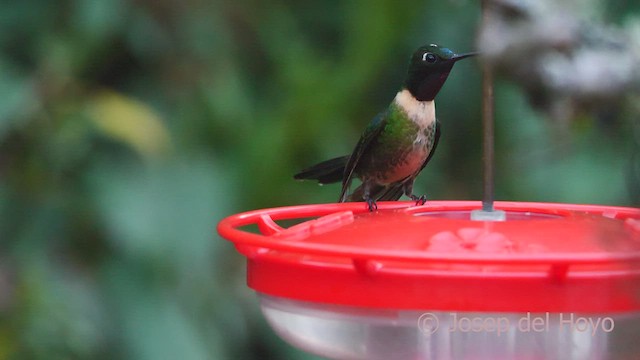 Colibrí Gorjiamatista (grupo amethysticollis) - ML461128431