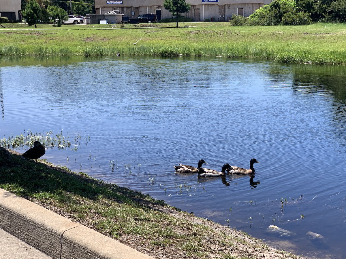 Mallard (Domestic type) - ML461129021