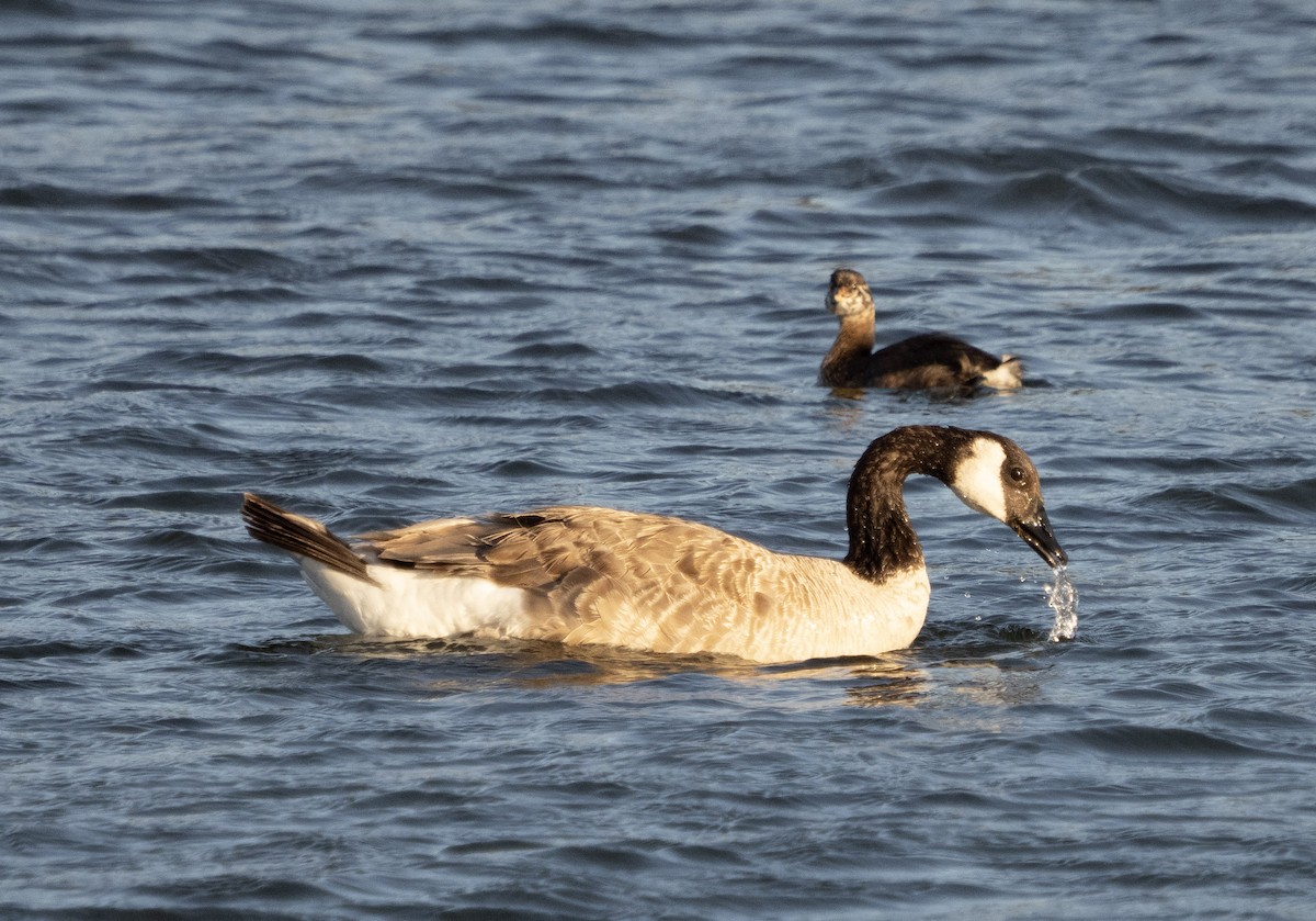 Pied-billed Grebe - ML461129071