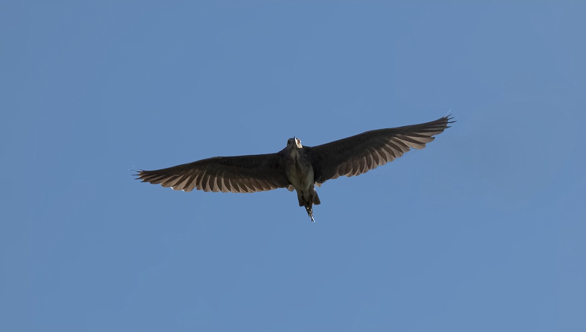 Black-crowned Night Heron - ML461133201