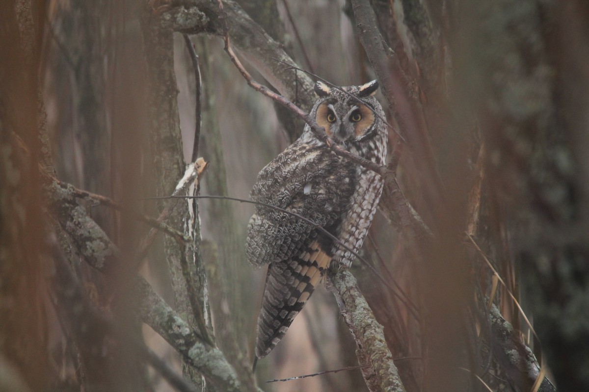Long-eared Owl (American) - ML46113371