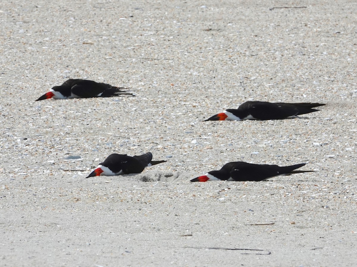 Black Skimmer - Mark S. Garland