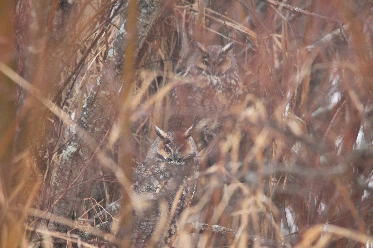 Kulaklı Orman Baykuşu (wilsonianus/tuftsi) - ML46113401