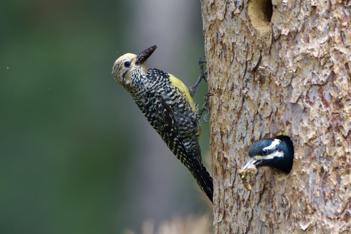 Williamson's Sapsucker - ML461134051