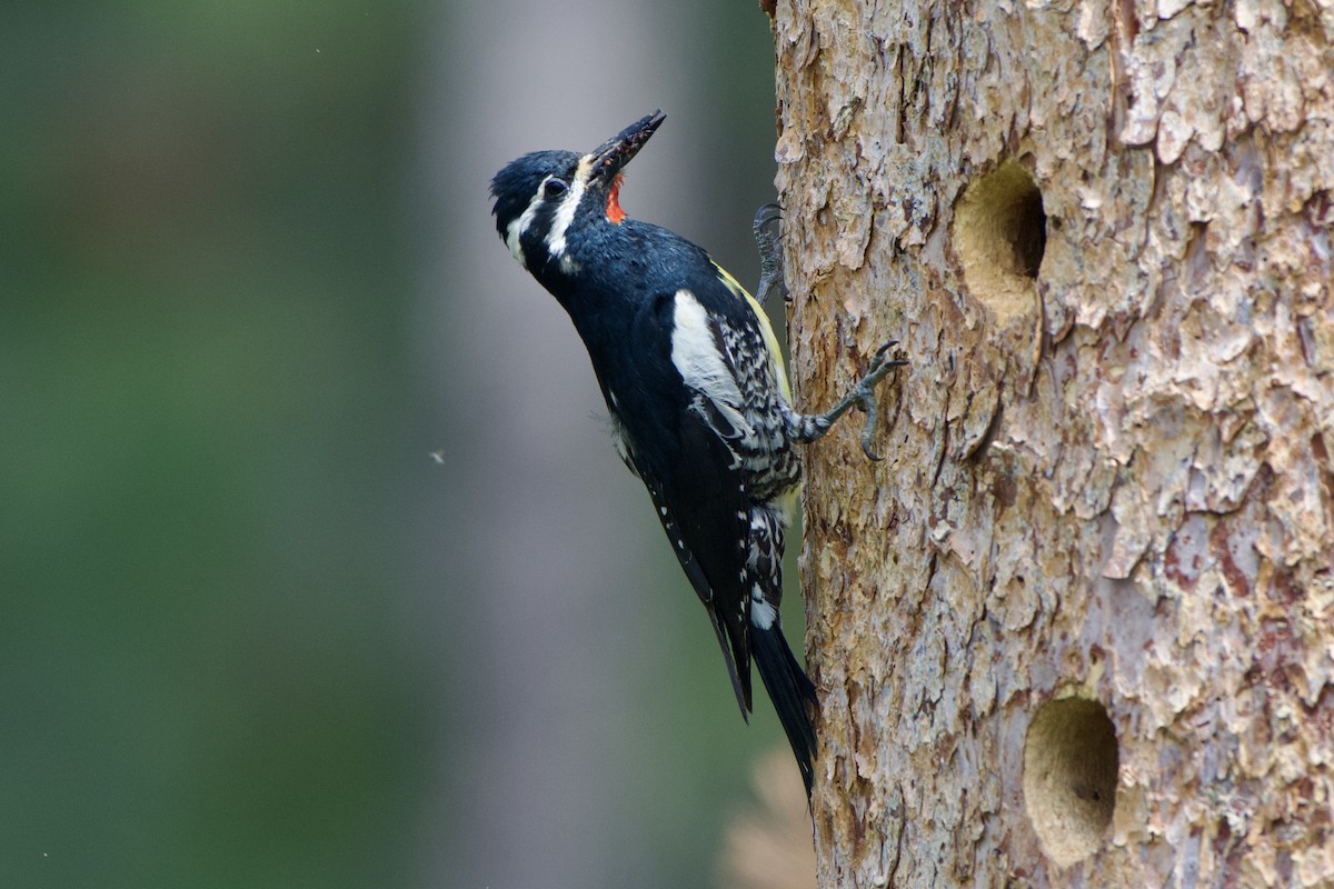 Williamson's Sapsucker - ML461134121