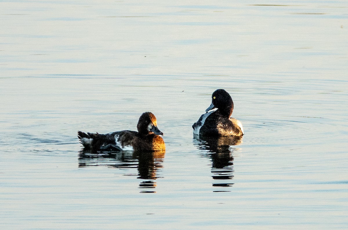 Greater Scaup - ML461134331