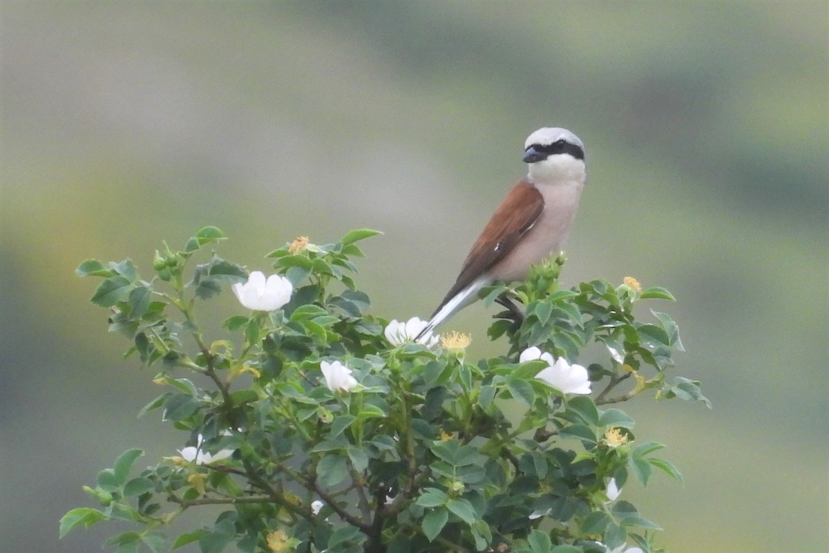 Red-backed Shrike - Juan Manuel Pérez de Ana