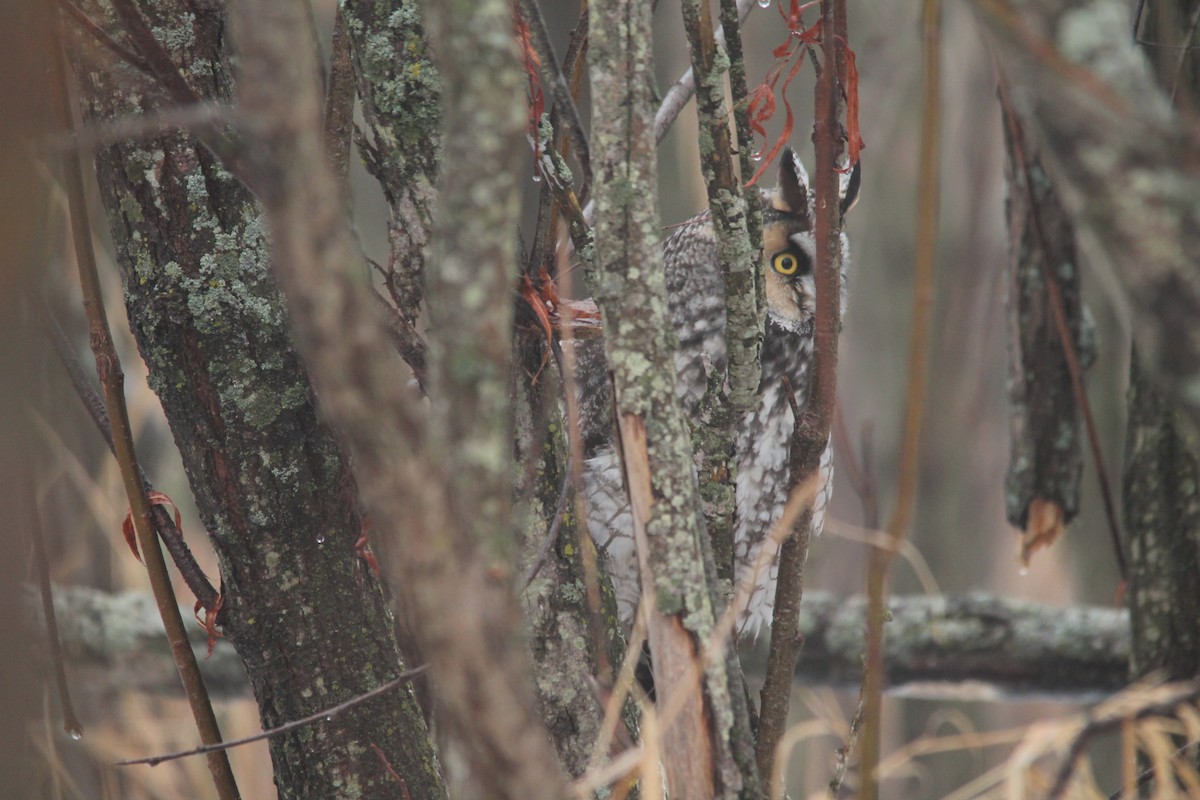 Kulaklı Orman Baykuşu (wilsonianus/tuftsi) - ML46113521
