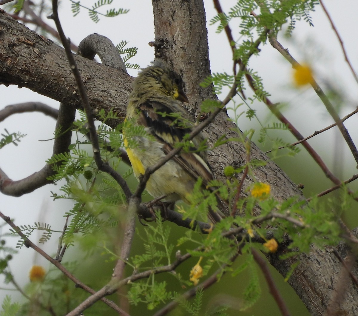 Lesser Goldfinch - ML461135851