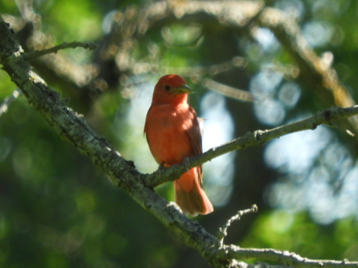 Summer Tanager - ML461136391