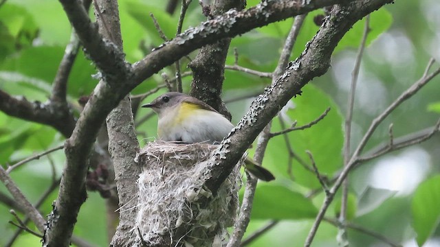 American Redstart - ML461136561