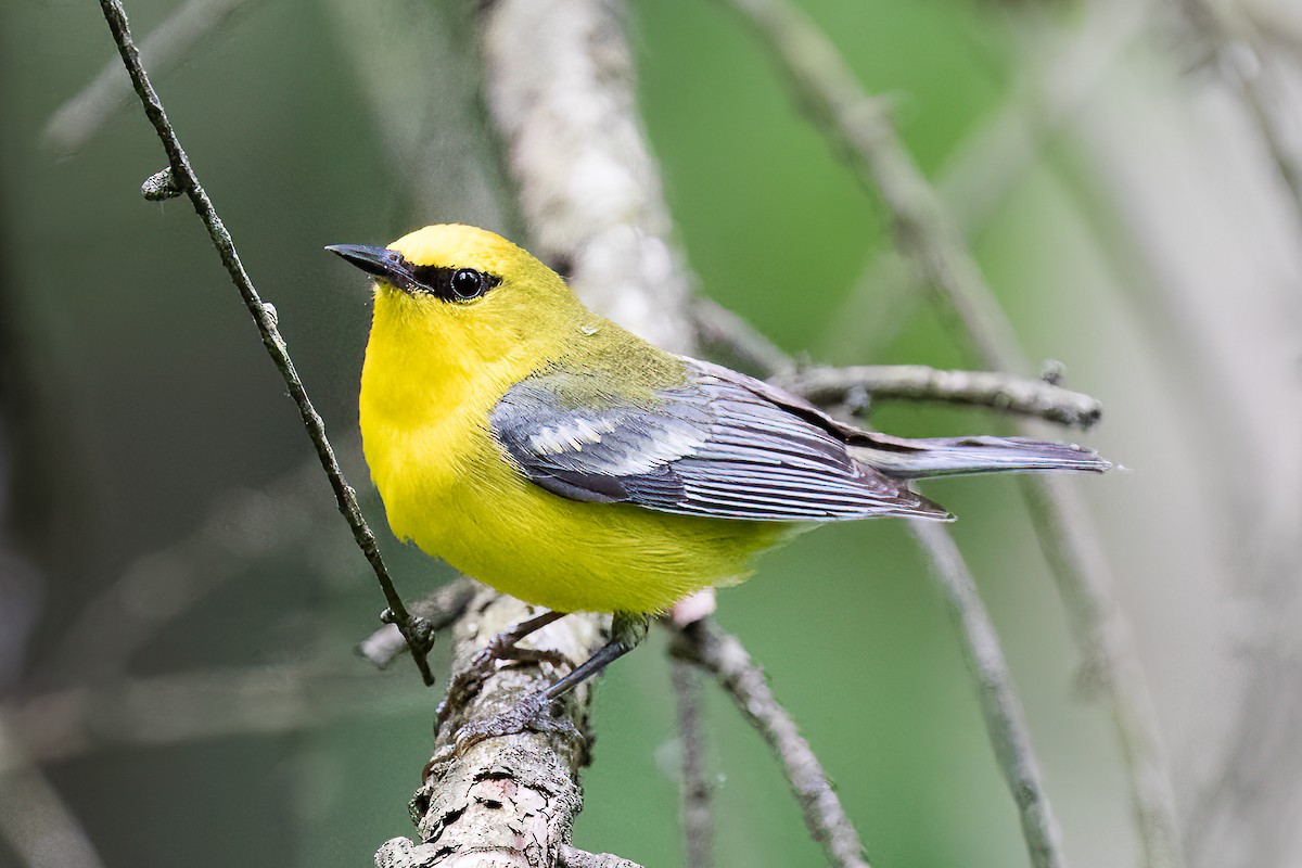 Blue-winged Warbler - ML461136731
