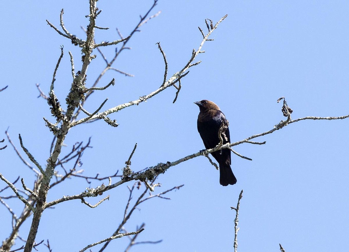 Vacher à tête brune - ML461136821