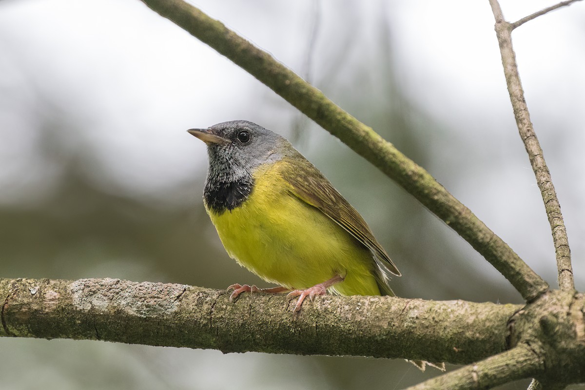 Mourning Warbler - ML461136841