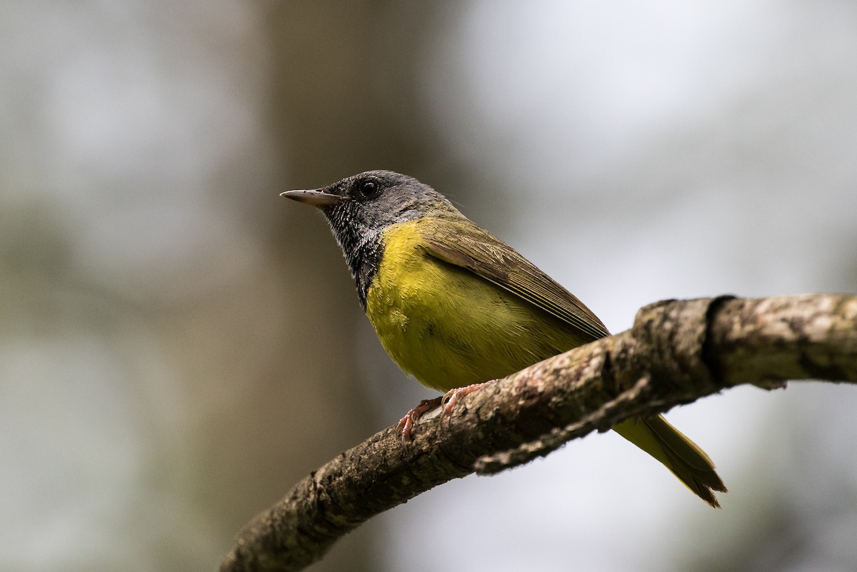 Mourning Warbler - ML461136881