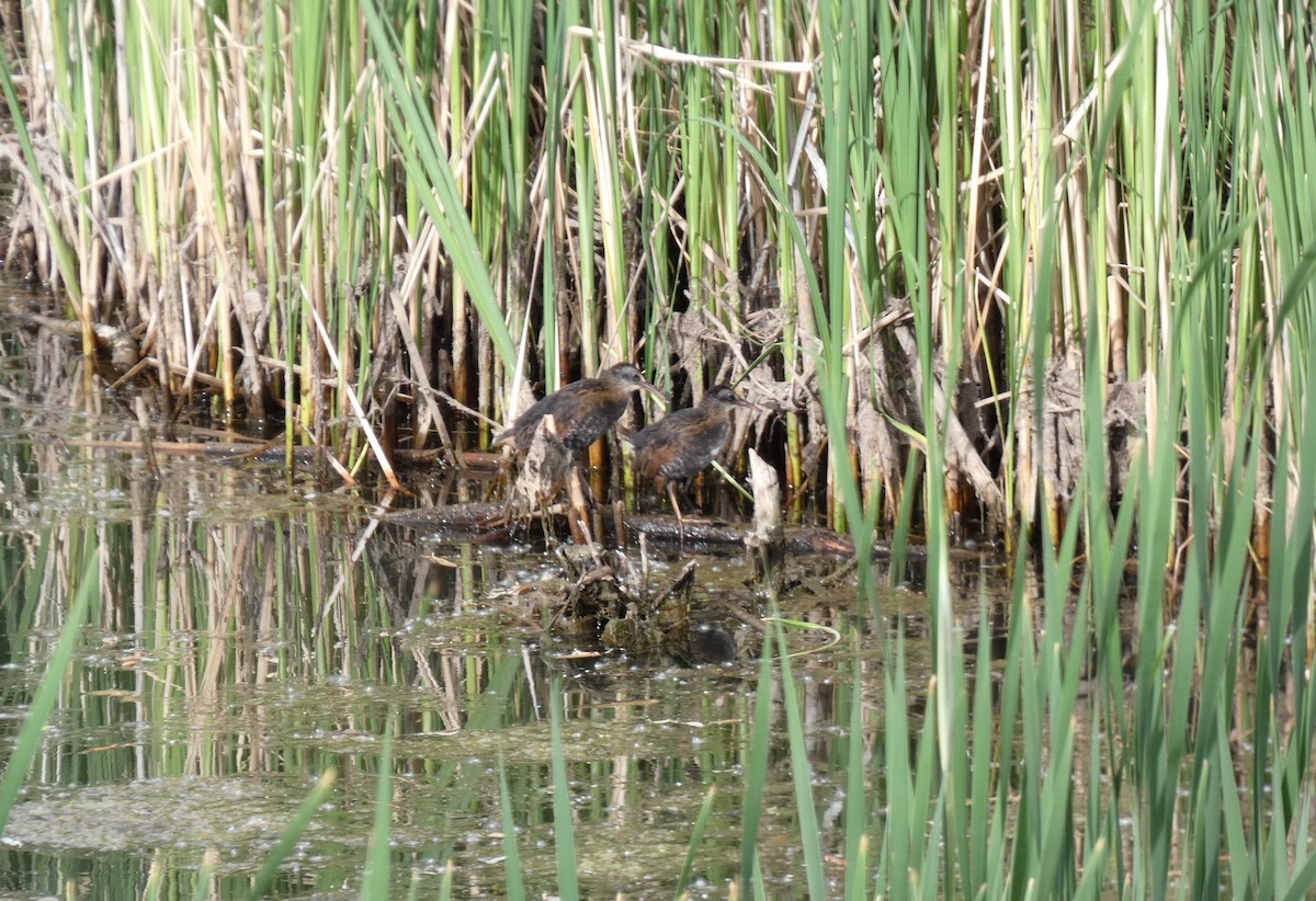 Virginia Rail - ML461137121