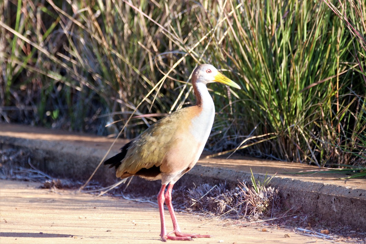 Giant Wood-Rail - ML461138011