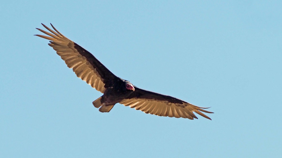 Turkey Vulture - ML461138081