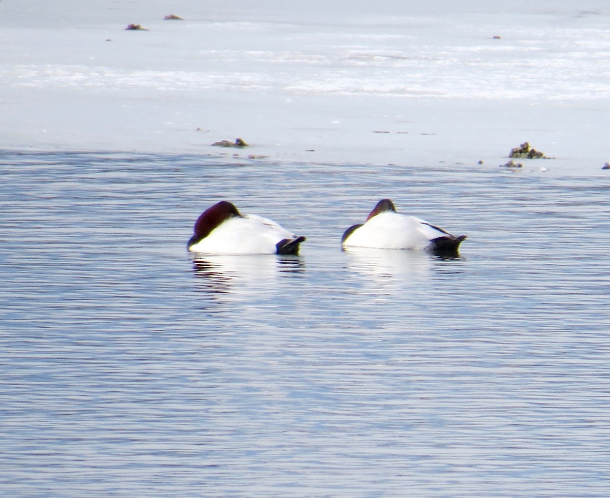 Canvasback - ML46114051