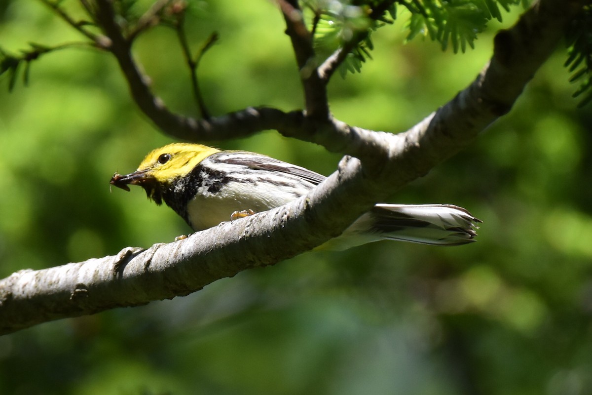 Grünmantel-Waldsänger - ML461140831