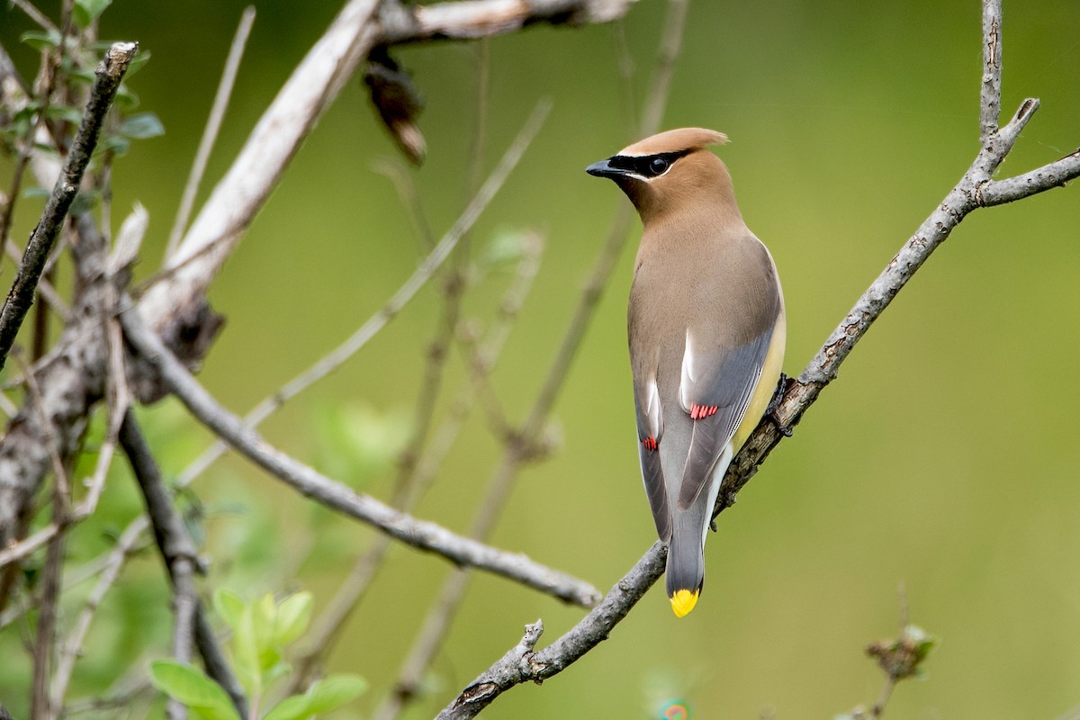 Cedar Waxwing - Sue Barth