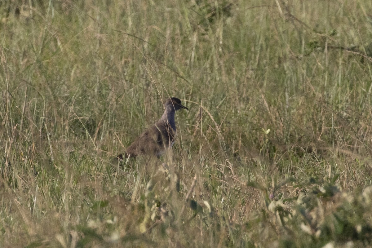 Senegal Lapwing - ML461141111