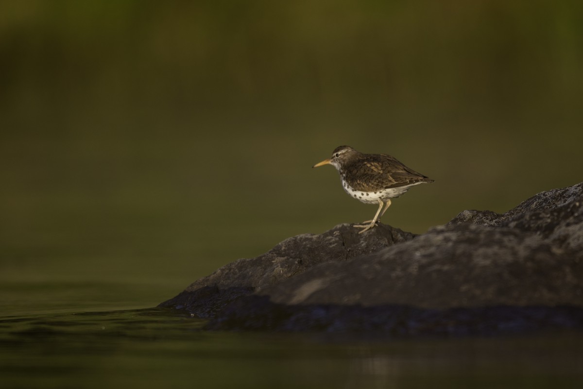 Spotted Sandpiper - ML461141561