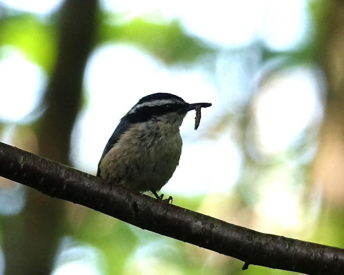 Red-breasted Nuthatch - Michael DeWispelaere