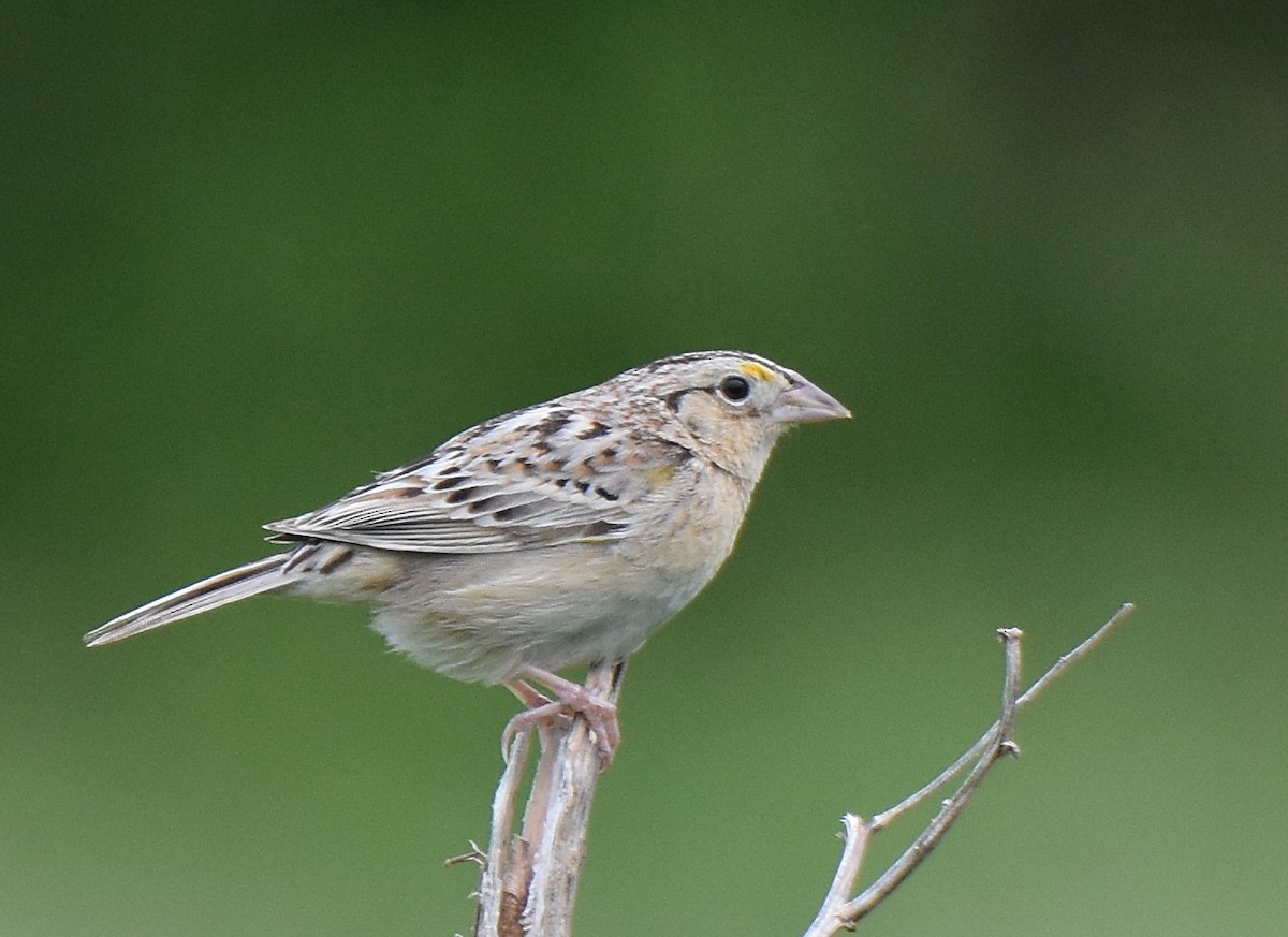 Grasshopper Sparrow - ML461142191