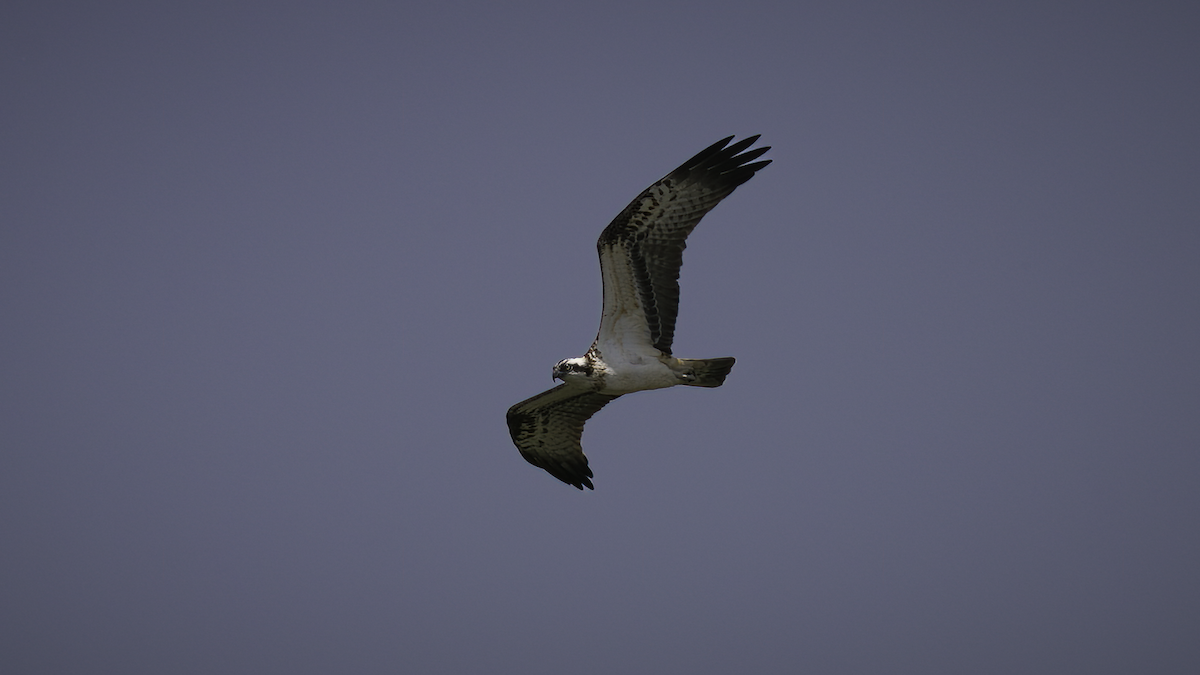 Águila Pescadora (haliaetus) - ML461142281